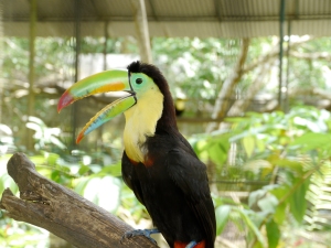 Rescued Swainson Toucan